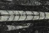 Polished Fossil Orthoceras (Cephalopod) - Morocco #138392-1